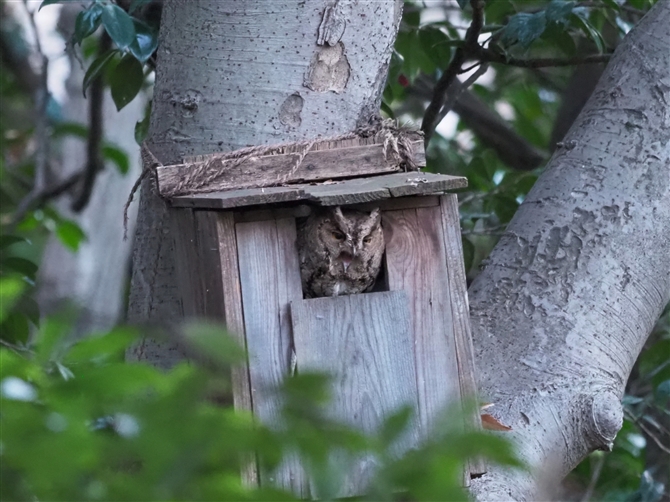 IIRmnYN,Collared Scops Owl